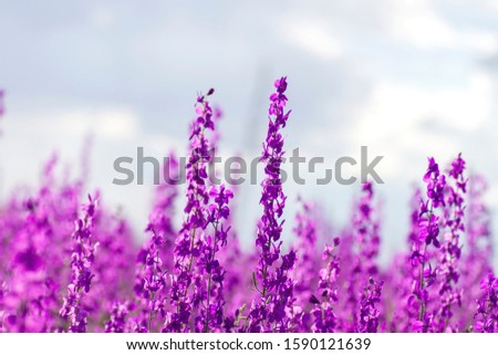 Consolida ajacis wild purple flowers Royalty-Free Stock Photo #1590121639