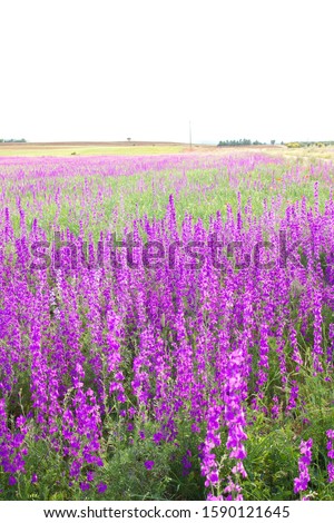 Consolida ajacis wild purple flowers  Royalty-Free Stock Photo #1590121645
