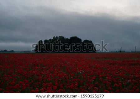 landscape with red poppies field