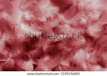 Beautiful abstract colorful white and red feathers on black background and soft white pink feather texture on white pattern