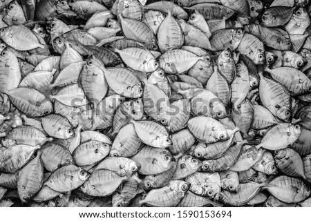 Fishes in a fish market background black and white