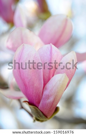 magnolia branch in morning time of Spring season 