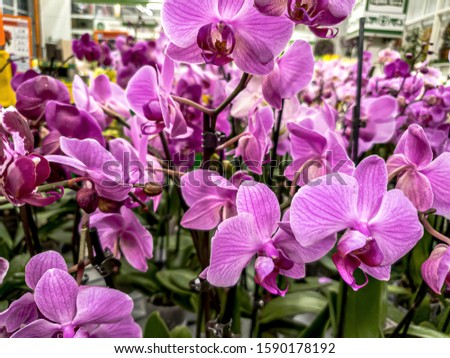 Pink orchids bloom beautifully a good gift for a girl