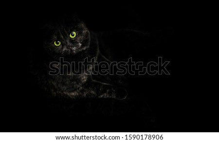 A stylish black cat with white spots sitting in the dark with copy space