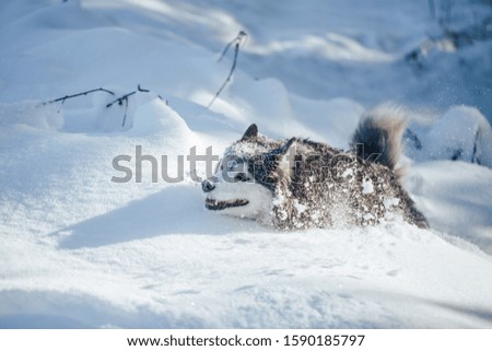 Husky dog black and white in winter sunny day, run in snow.