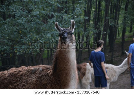 picture of a llama in a park