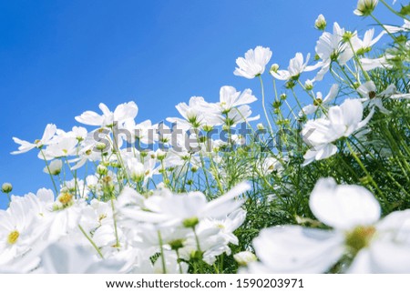 white cosmos flower blooming in spring season under blue sky