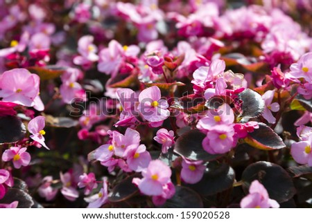 Beautiful Radiant Orchid Flowers Background
