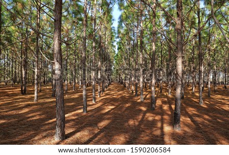 A grove of pine trees planted in a straight line so they grow straighter and taller as a result of direct competition for light. Royalty-Free Stock Photo #1590206584