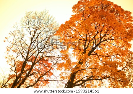 Low angle view of trees in autumn