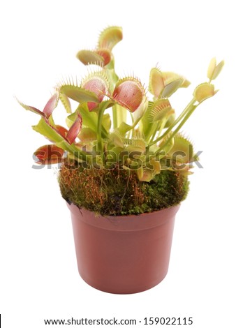 Venus Flytrap (Dionaea) in a pot on a white background