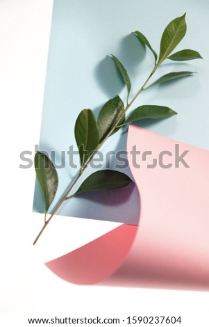 Pink and blue paper background with green naturla plant branch, minimal bright look