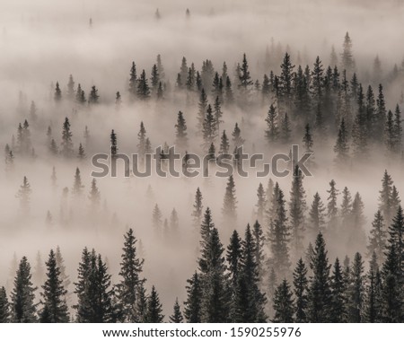 A high shot of evergreens in a forest covered in fog during winter - a cool picture for backgrounds