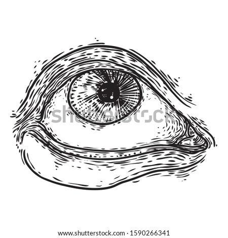 Hand drawn human eye with iris as element of All seeing eye of providence variation.  Blackwork tattoo flash of Masonic symbol design. Sacred religion, spirituality and occultism. Vector.