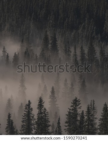 A high angle shot of an evergreen forest covered with fog - a cool picture for backgrounds