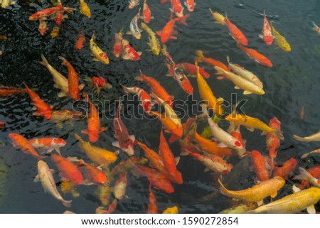 Koi carp swim in the pond, texture