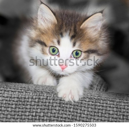 cute kitten  looking for a toy