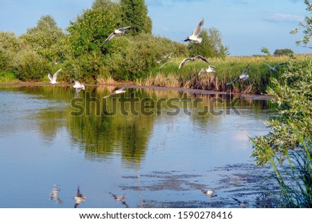 Seagulls fly over a small wild lake or river. Summer landscape