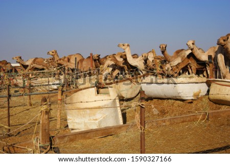 Camel market at the oasis Al Ain, Emirate of Abu Dhabi, United Arab Emirates