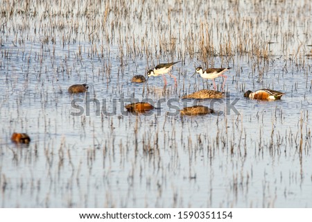 American avocets feeding with teal and northern shoveler ducks