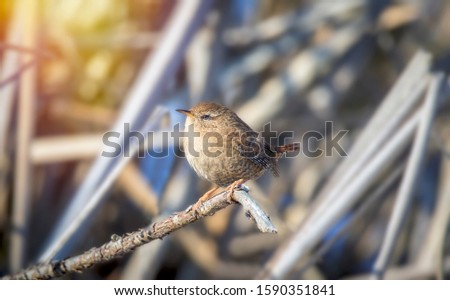 The Eurasian wren in the nature habitat. Troglodytes troglodytes. Very small bird. Wildlife scene from czech nature, sitting on a log in the grass. The best Photo.