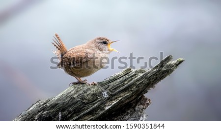 The Eurasian wren in the nature habitat. Troglodytes troglodytes. Very small bird. Wildlife scene from czech nature, sitting on a log in the grass. The best Photo. Royalty-Free Stock Photo #1590351844