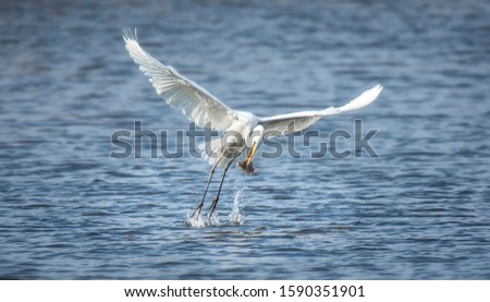 Wildlife background of white heron great egret Ardea alba hunting on a pond, flies over the water and catches fish, has fish in its beak. The best photo.