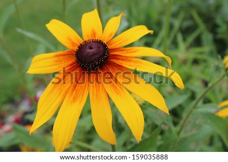 Yellow Daisy Flower - The Yellow Daisy flower can be either wild or cultivated for your garden.