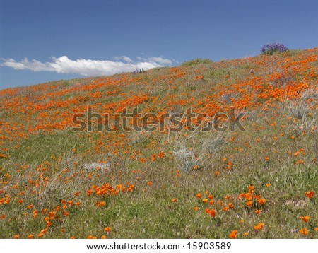 Hills covered with blooming poppies in the Antelope Poppy Reserve in Southern California