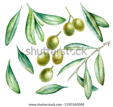 Watercolor hand drawn green olive branch with leaves  isolated on a white background. Hand painted watercolor illustration. Realistic botanical art. Template. Close-up. Clip art.Clip art.