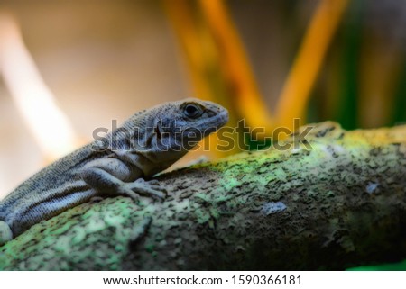 World of reptiles. Picture of small lizard climbing tree trunk and looking with clever expression if there is any danger over blurred nature background.