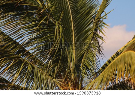 Palm tree with blue sky and clouds