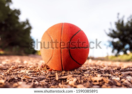 Small basketball ball on the ground of a forest.