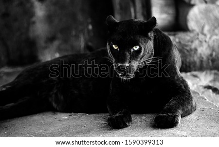 Beautiful black panther. Big cat. Animal world.