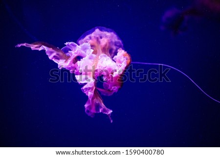 Beautiful jellyfish, medusa in the neon light with the fishes. Aquarium with blue jellyfish and lots of fish. Making an aquarium with corrals and ocean wildlife. Underwater life in ocean jellyfish.