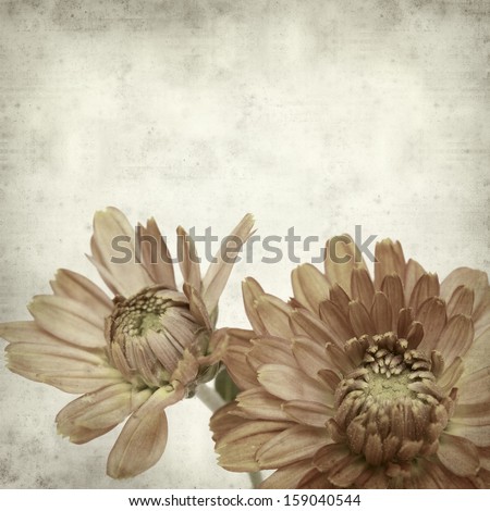 textured old paper background with chrysanthemum