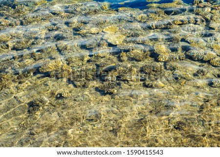 aerial landscape top view of Red sea bottom with coral reefs through aquamarine transparent water surface south tropical nature background photography. Underwater coral reef on the red sea
