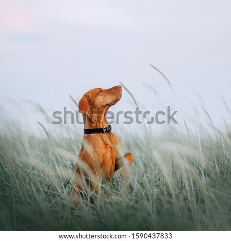 beautiful vizsla dog sitting in tall grass with paw up