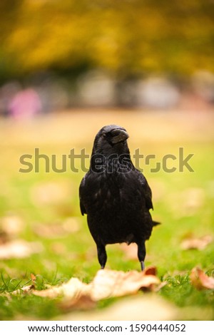 A vertical closeup shot of a black crow standing on the grass with blurred background