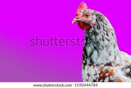 One multi-colored funny domestic chicken sits in profile and looks at the camera. Purple isolated background