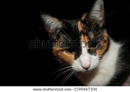 Yellow eyes cat face details portrait on black background,animal pets wallpaper