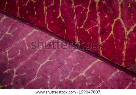 close up of red Leaf texture background .
