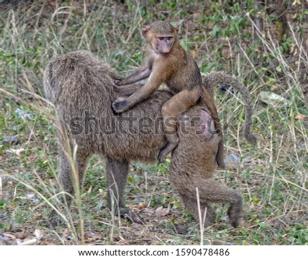 Monkeys in a bush. Baboon walks and carries on a baby on its back. African wildlife. Close up. Amazing image of a wild animals in natural environment. Awesome portrait of olive baboons. 