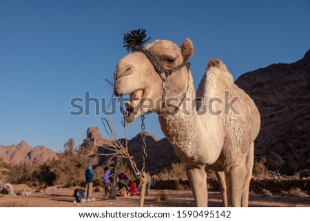 Dromedary camel looking into the camera, Sinai peninsula, Egypt.