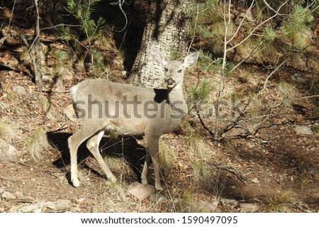 Coues deer doe roaming the Chirachua Mountain wilderness in southeastern Arizona.