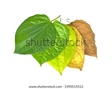 betel leaves isolated on white background.