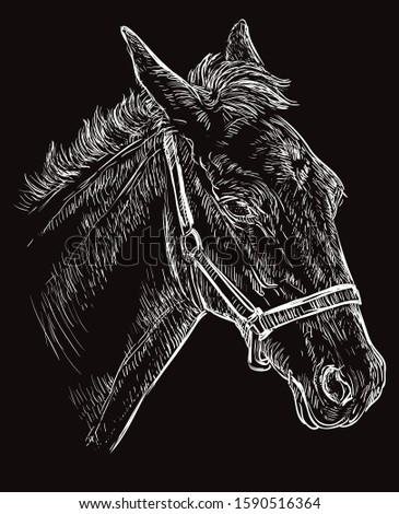 Foal portrait with halter. Young horse head in profile white color isolated on black background. Vector hand drawing illustration. Retro style portrait of horse.