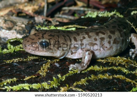 Close-up view of a Coastal Giant Salamander (Dicamptodon tenebrosus). 