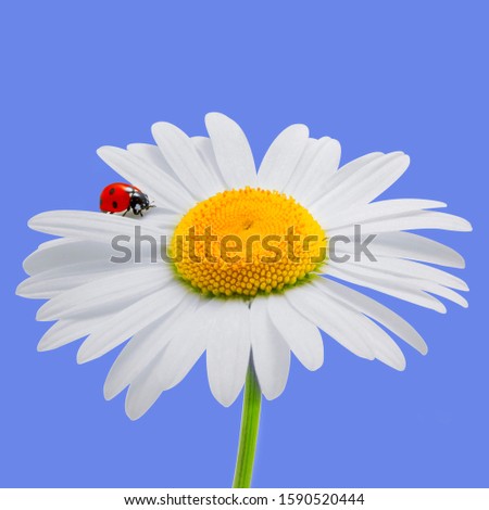 Chamomile and ladybird isolated on blue. Daisy and ladybird. Summer background.