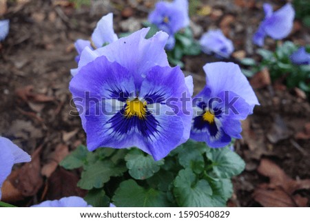 
Blue pansy flower blooming in winter.